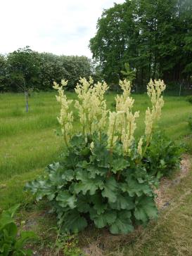 Click for 1 image(s) for this accession.