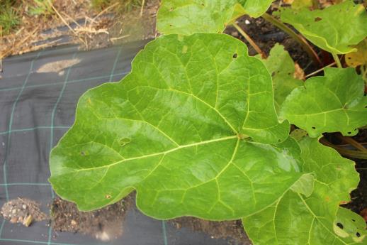 Click for 2 image(s) for this accession.