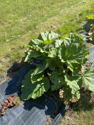 Click for 2 image(s) for this accession.