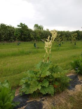 Click for 1 image(s) for this accession.