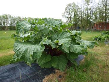 Click for 3 image(s) for this accession.