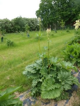 Click for 1 image(s) for this accession.