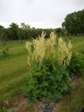 Click for 1 image(s) for this accession.