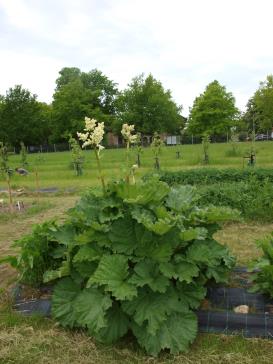 Click for 1 image(s) for this accession.