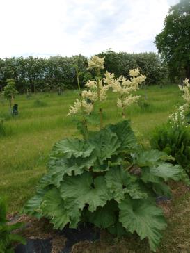 Click for 1 image(s) for this accession.