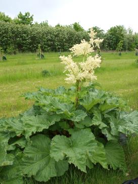 Click for 1 image(s) for this accession.