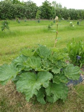 Click for 1 image(s) for this accession.