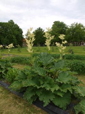 Click for 1 image(s) for this accession.
