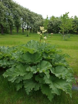 Click for 1 image(s) for this accession.