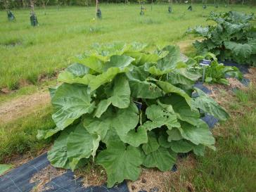 Click for 3 image(s) for this accession.