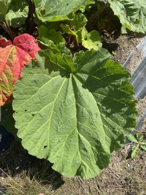 Click for 2 image(s) for this accession.