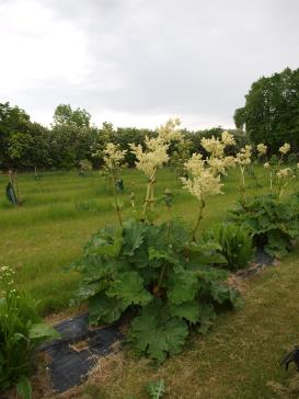 Click for 1 image(s) for this accession.