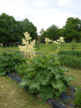 Click for 1 image(s) for this accession.