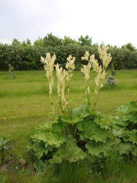 Click for 1 image(s) for this accession.