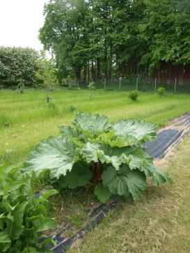 Click for 2 image(s) for this accession.