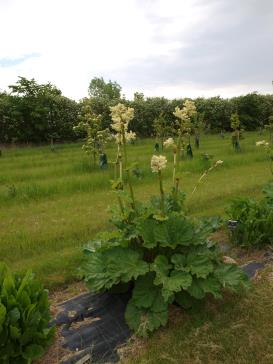 Click for 1 image(s) for this accession.