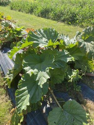 Click for 4 image(s) for this accession.