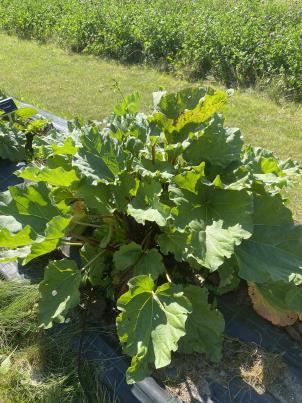 Click for 5 image(s) for this accession.