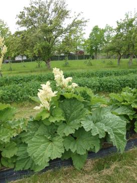Click for 2 image(s) for this accession.