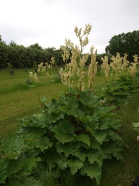 Click for 1 image(s) for this accession.