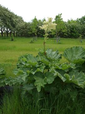 Click for 1 image(s) for this accession.