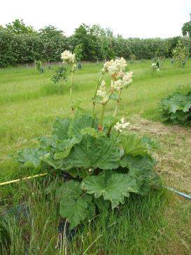 Click for 1 image(s) for this accession.