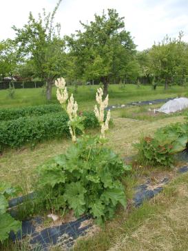 Click for 1 image(s) for this accession.