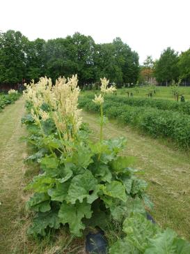 Click for 1 image(s) for this accession.