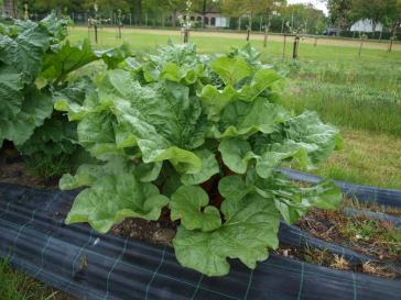 Click for 2 image(s) for this accession.