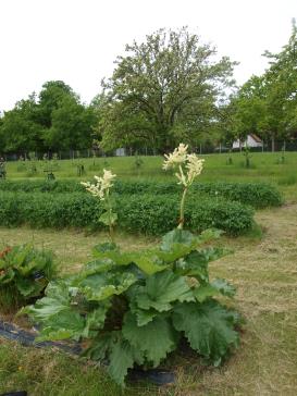 Click for 1 image(s) for this accession.