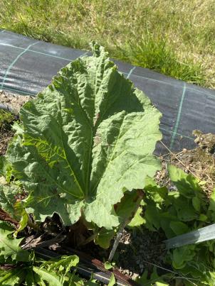 Click for 4 image(s) for this accession.