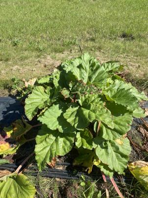 Click for 3 image(s) for this accession.