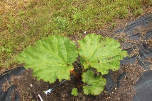 Click for 1 image(s) for this accession.