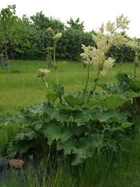 Click for 2 image(s) for this accession.