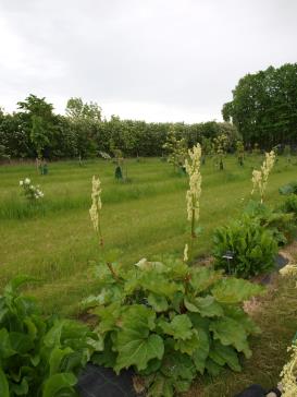 Click for 1 image(s) for this accession.