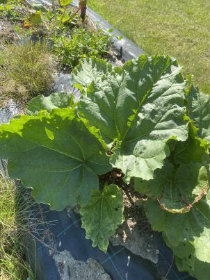 Click for 2 image(s) for this accession.