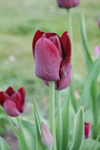 Click for 1 image(s) for this accession. flower